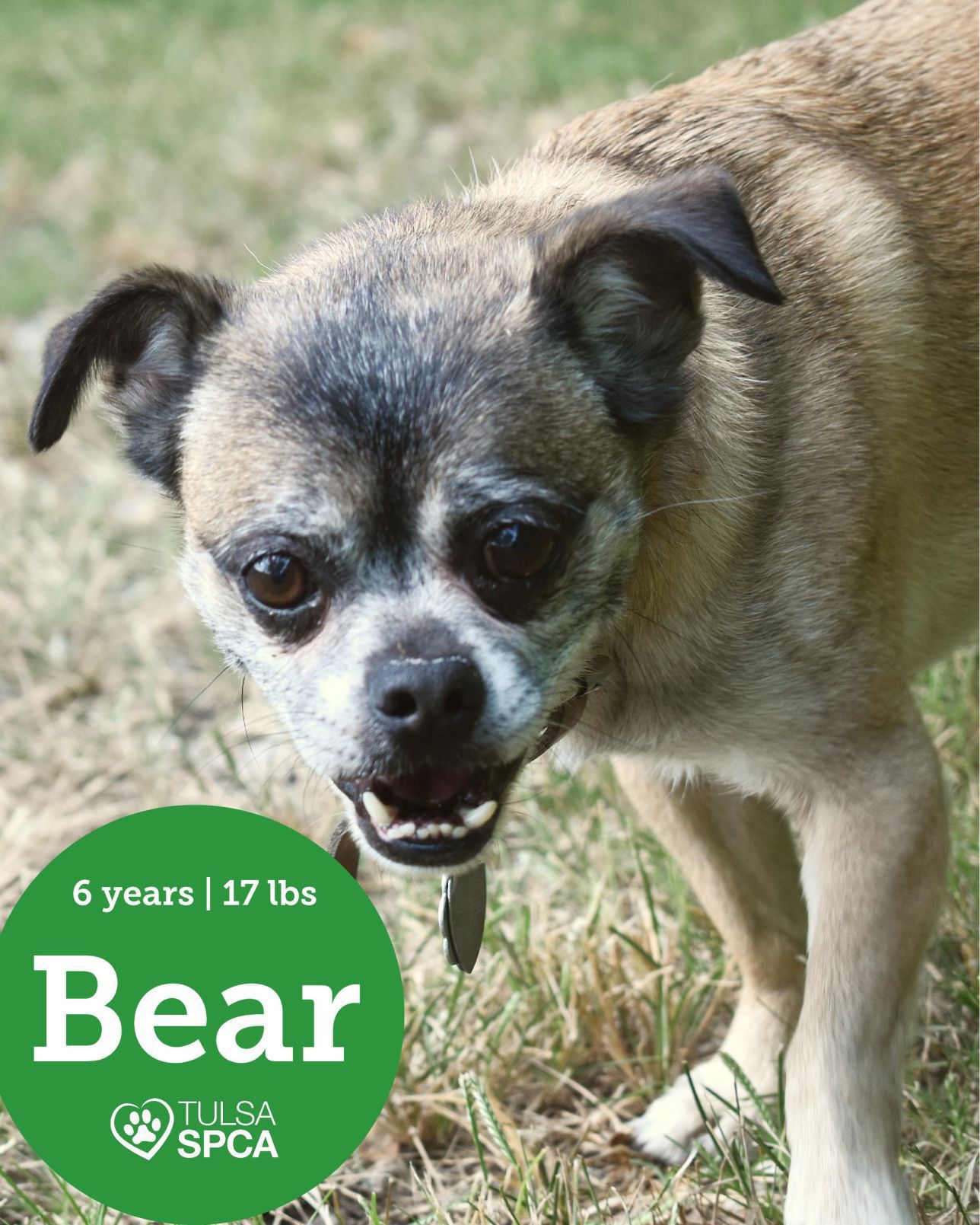 Bear